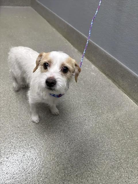 Shelter Stray Male Dog last seen 2700BLK CHANDLER MEWS DR, 655 N Mojave Rd, Las Vegas, NV 89101, USA