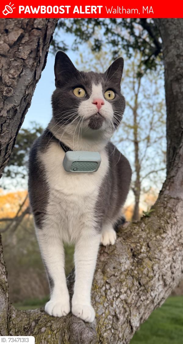 Lost Male Cat last seen Greymore road, Hardy Pond Rd, Hibiscus Ave, Waltham, MA 02451