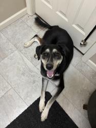 Reunited Female Dog last seen Hanford Rd and Canton Center Rd, Canton Township, MI 48187