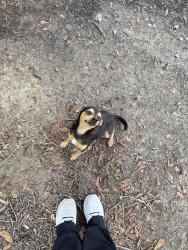 Found/Stray Male Dog last seen beverly rd, Irvington, AL 36544
