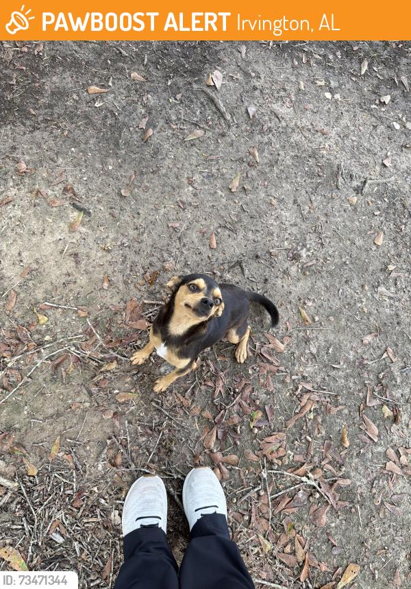 Found/Stray Male Dog last seen beverly rd, Irvington, AL 36544