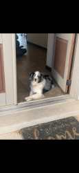 Lost Male Dog last seen Westside, Rio Rancho, NM 87124