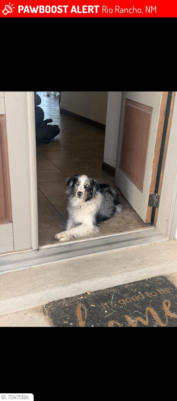 Lost Male Dog last seen Westside, Rio Rancho, NM 87124
