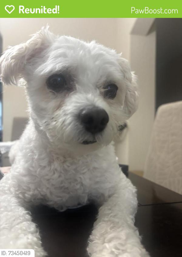 Reunited Male Dog last seen Near saddle creek lane, Houston, TX 77089