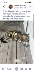 Reunited Male Cat last seen Residential area, Wolcott, CT 06716