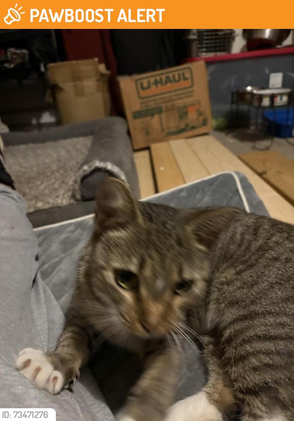 Found/Stray Female Cat last seen Somerlane and rockbridge, Avondale Estates, GA 30002