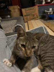 Found/Stray Female Cat last seen Somerlane and rockbridge, Avondale Estates, GA 30002
