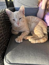 Found/Stray Male Cat last seen Near N and 675 W, Fairland, IN 46126