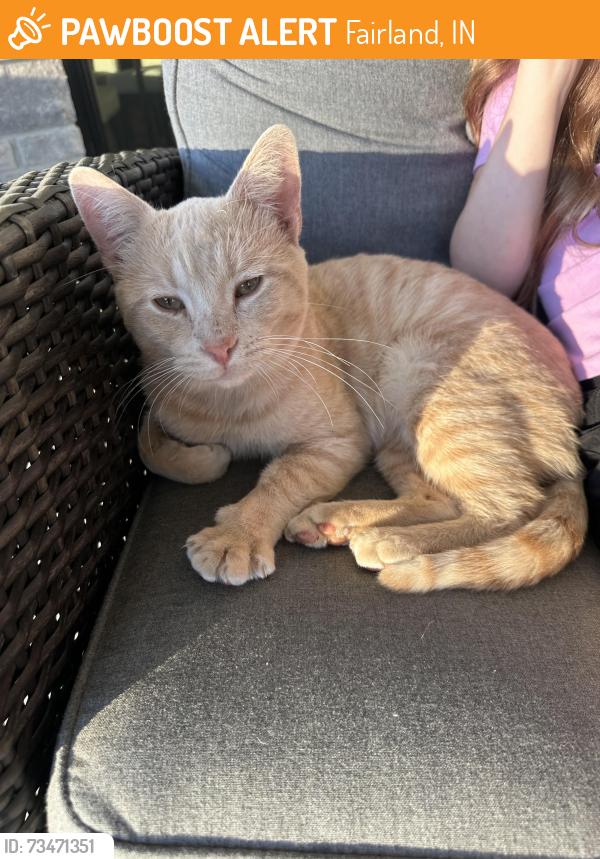 Found/Stray Male Cat last seen Near N and 675 W, Fairland, IN 46126