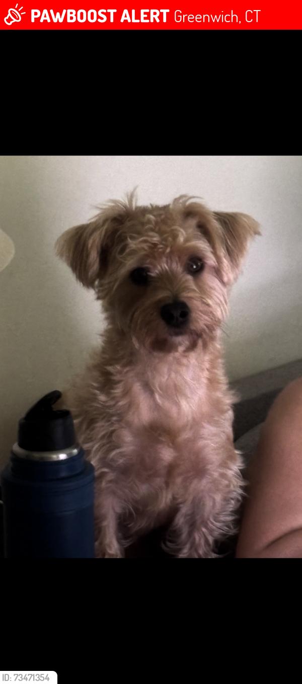 Lost Male Dog last seen Near Pemberwick road near Moshier street, Greenwich, CT 10573