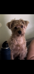 Lost Male Dog last seen Near Pemberwick road near Moshier street, Greenwich, CT 10573