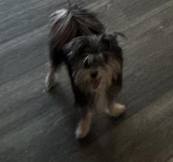 Reunited Female Dog last seen Near Spencer St, Las Vegas, NV 89119, USA, Las Vegas, NV 89119