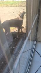 Reunited Male Dog last seen Madge Pl (Across from the apmts), North Richland Hills, TX 76117