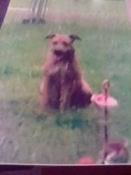 Reunited Female Dog last seen Jack Williams Rd and lott Rd, Wilmer, AL 36587