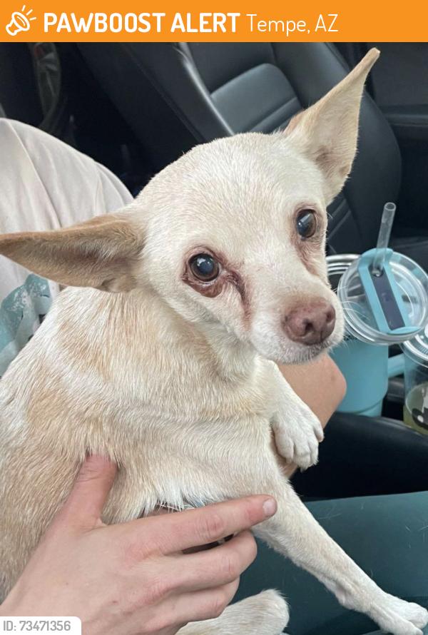 Found/Stray Female Dog last seen 16th st & Hardy, Tempe, AZ 85281