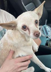 Found/Stray Female Dog last seen 16th st & Hardy, Tempe, AZ 85281