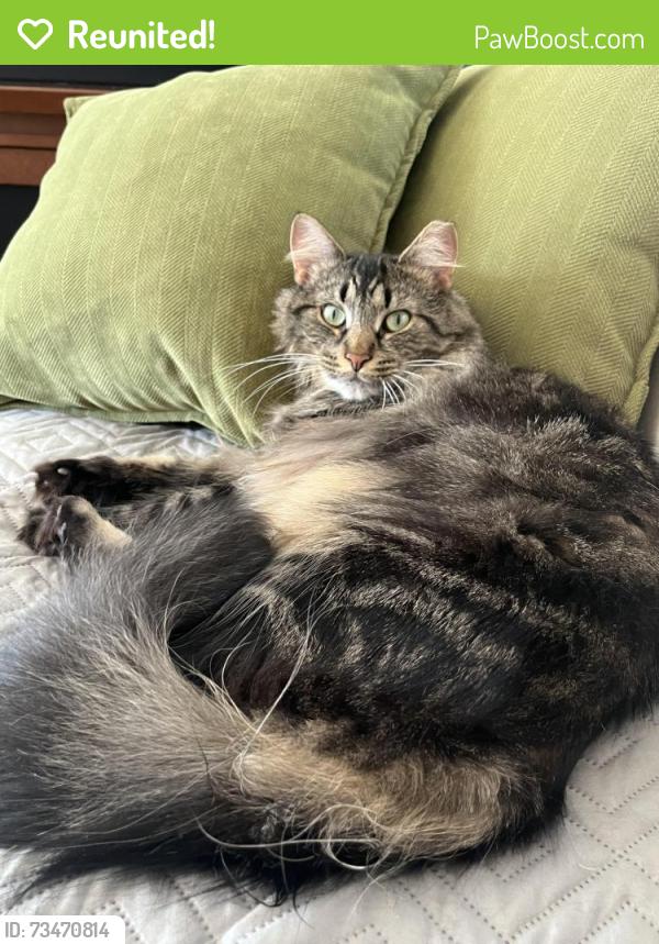 Reunited Male Cat last seen Claussville & Distillery Rds., Weisenberg Township, PA 18051