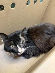 Shelter Stray Male Cat last seen , , CA, 1101 29th Ave, Oakland, CA 94601, USA