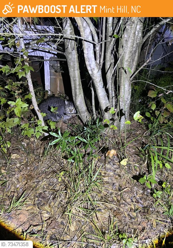 Found/Stray Unknown Cat last seen Thompson Rd, Mint Hill, NC 28227