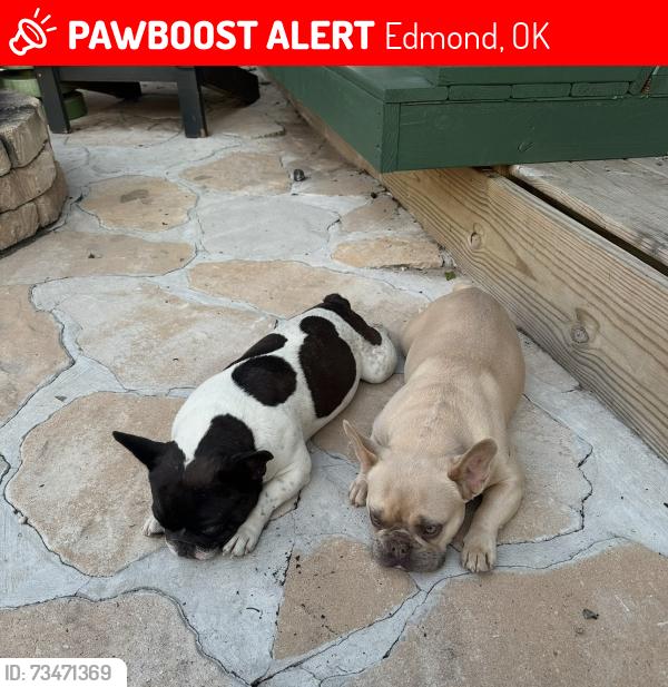 Lost Male Dog last seen Bryant and Danforth, Edmond, OK 73034