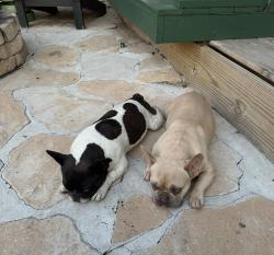 Lost Male Dog last seen Bryant and Danforth, Edmond, OK 73034