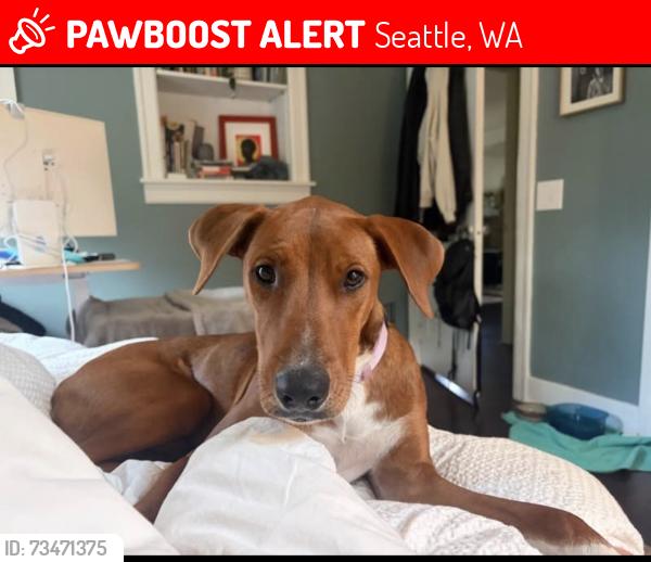 Found/Stray Male Dog last seen Near Roosevelt Way NE, Seattle, WA 98115, USA, Seattle, WA 98115