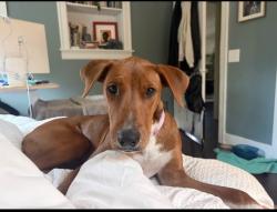 Found/Stray Male Dog last seen Near Roosevelt Way NE, Seattle, WA 98115, USA, Seattle, WA 98115