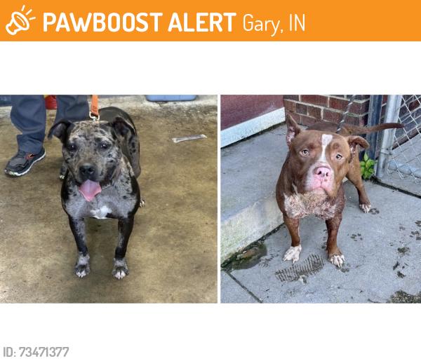 Found/Stray Unknown Dog last seen Gary Indiana. Gary Animal Control, Gary, IN 46402