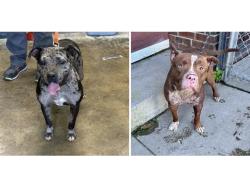 Found/Stray Unknown Dog last seen Gary Indiana. Gary Animal Control, Gary, IN 46402