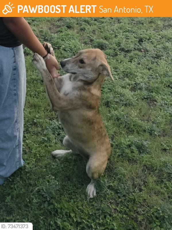 Found/Stray Female Dog last seen Near Lee Hall St, San Antonio, TX 78201