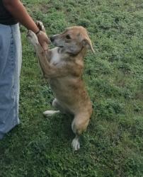 Found/Stray Female Dog last seen Near Lee Hall St, San Antonio, TX 78201