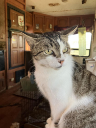 Lost Female Cat last seen Wyoming mill rd. 1300 block, Dover, DE 19904