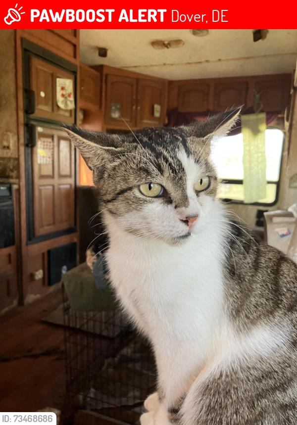 Lost Female Cat last seen Wyoming mill rd. 1300 block, Dover, DE 19904