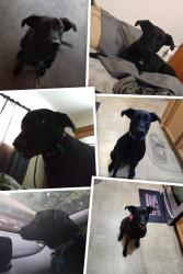Lost Female Dog last seen Nicols rd Titusville FL, Titusville, FL 32796