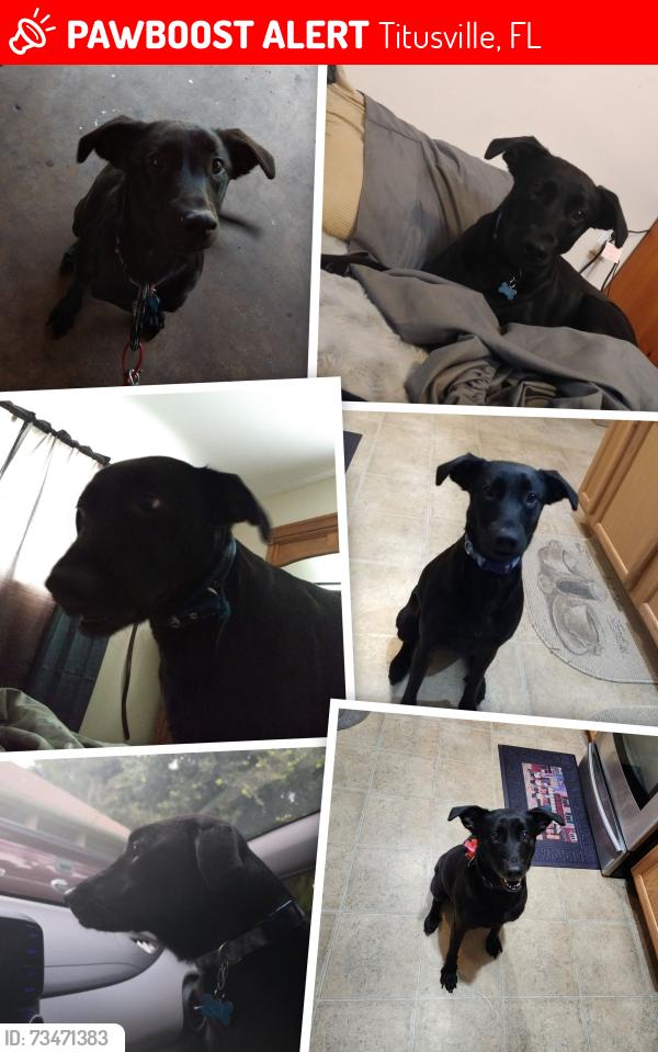 Lost Female Dog last seen Nicols rd Titusville FL, Titusville, FL 32796
