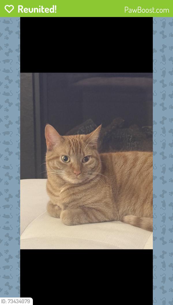 Reunited Female Cat last seen Historic Dr, Hillsborough NC, Hillsborough, NC 27278