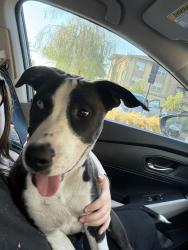 Found/Stray Female Dog last seen Sam’s Club San dimas, San Dimas, CA 91773
