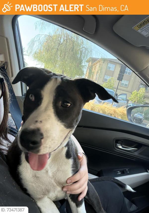 Found/Stray Female Dog last seen Sam’s Club San dimas, San Dimas, CA 91773