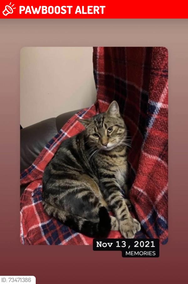 Lost Male Cat last seen Lakehurst circle and cemetery road, Trent Lakes, ON K0L 1J0
