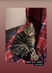 Lost Male Cat last seen Lakehurst circle and cemetery road, Trent Lakes, ON K0L 1J0