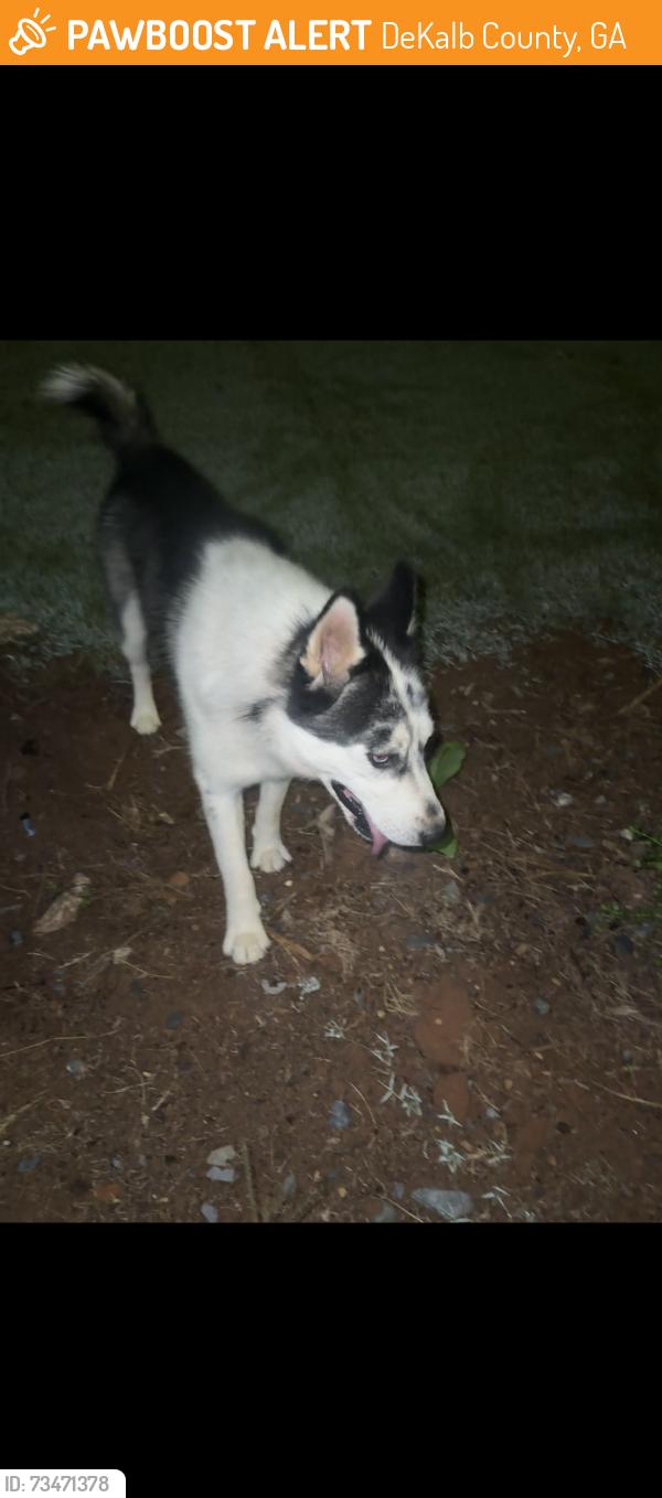 Found/Stray Male Dog last seen Chamblee tucker road, DeKalb County, GA 30340