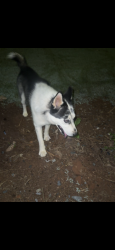 Found/Stray Male Dog last seen Chamblee tucker road, DeKalb County, GA 30340