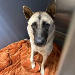Shelter Stray Female Dog last seen Near Winter Gardens Boulevard, El Cajon, CA, 92021, 5500 Gaines St, San Diego, CA 92110, USA