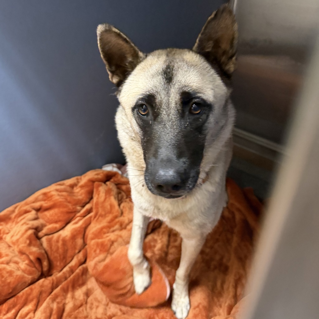Shelter Stray Female Dog last seen Near Winter Gardens Boulevard, El Cajon, CA, 92021, 5500 Gaines St, San Diego, CA 92110, USA