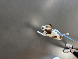 Found/Stray Male Dog last seen Broadway and Second Ave., Redwood City, CA 94063