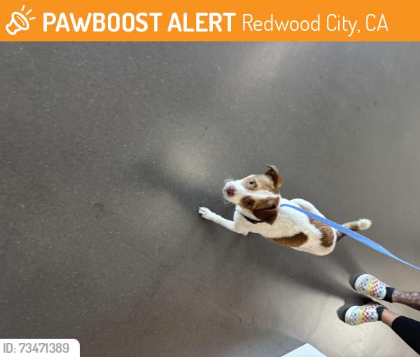 Found/Stray Male Dog last seen Broadway and Second Ave., Redwood City, CA 94063