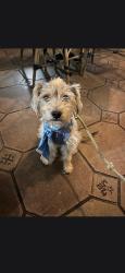 Lost Male Dog last seen Michael hunt, El Monte, CA 91733