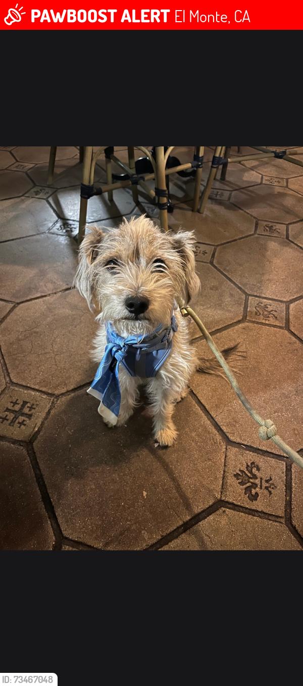 Lost Male Dog last seen Michael hunt, El Monte, CA 91733