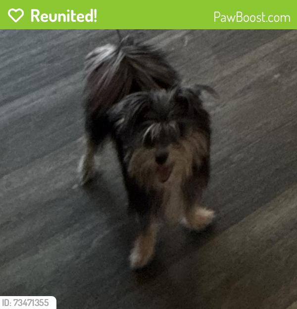 Reunited Female Dog last seen Near Spencer St, Las Vegas, NV 89119, USA, Las Vegas, NV 89119
