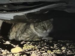 Found/Stray Unknown Cat last seen Oracle and Hardy, Tucson, AZ 85704